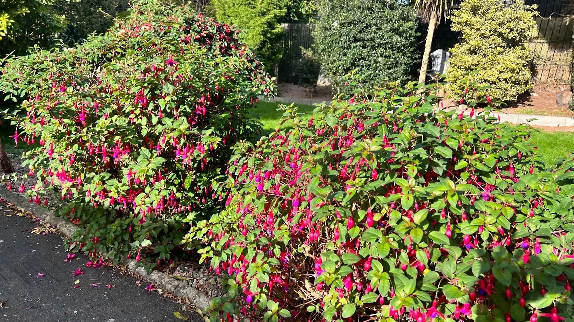 Ashfield Bed & Breakfast Belfast